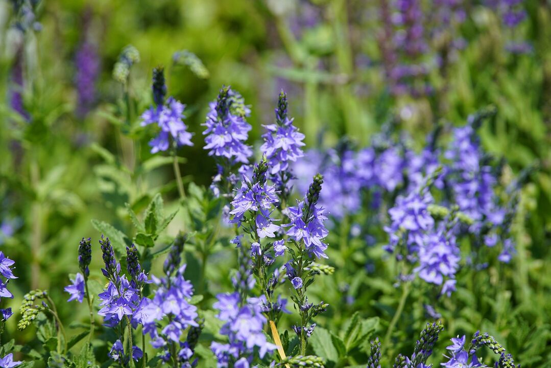 Veronica landarea onddoak tratatzeko