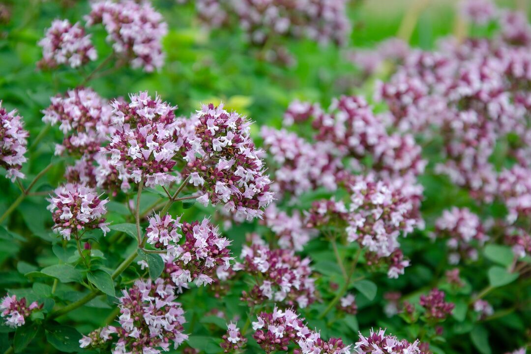 kandidiasia tratatzeko oregano landarea